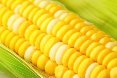 ذرت‌های آلوده به کشورهای غیرهمسایه فروخته می شود