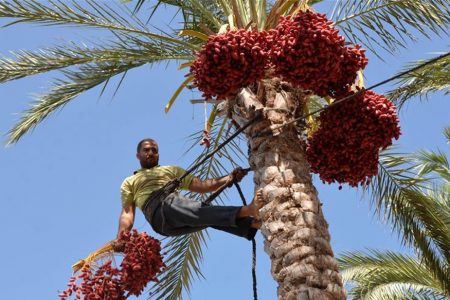 عوارض صادرات خرما را دچار تهدید کرده است