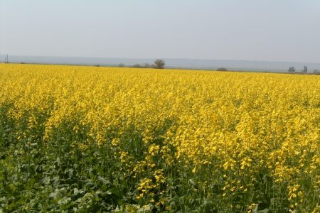 کشاورزان کلزا کار خوزستانی نگران برداشت محصول نباشند