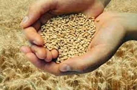 خرید گندم از مرز ۲۰ هزار تن گذشت