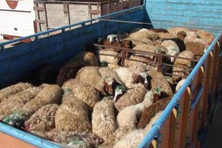 اخذ مجوز دامپزشکی برای جابه‌جایی دام الزامی است