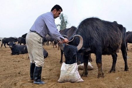 جزییات توزیع خوراک دام در خوزستان