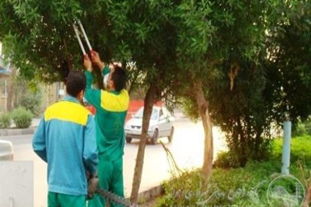 شهرداری در خصوص هرس درختان به وظایف خود عمل کرد