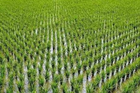 کشت‌های پرمصرف نظیر شلتوک در تابستان ۱۴۰۱ ممنوع است