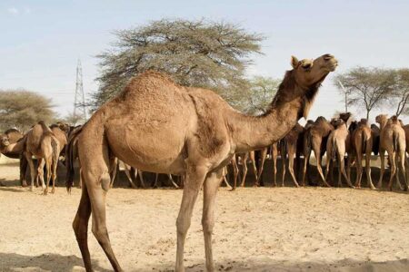 خوزستان ظرفیت خوبی برای پرورش شتر دارد