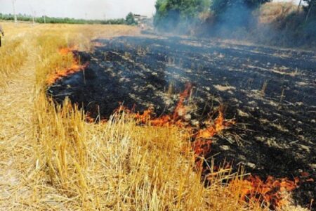 آتش زدن بقایای محصولات کشاورزی جرم است