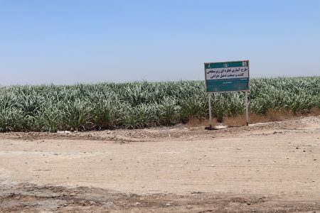 آبیاری زیر سطحی یعنی؛ مصرف کمتر ، بهره وری بیشتر